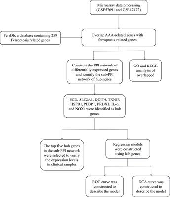 Identification of differentially expressed ferroptosis-related genes in abdominal aortic aneurysm: Bioinformatics analysis